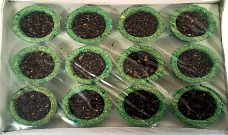 Tray of Shree Aroma Mogra dhoop cups with green rims